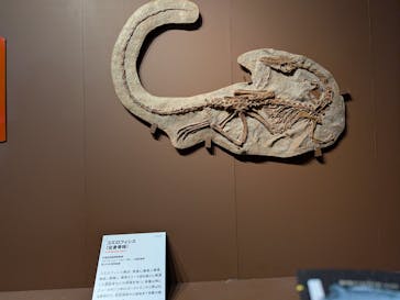 特別展「大絶滅展―生命史のビッグファイブ」に投稿された画像（2025/12/28）