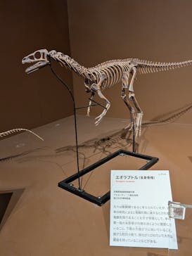 特別展「大絶滅展―生命史のビッグファイブ」に投稿された画像（2025/12/28）