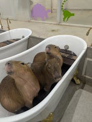 アニタッチ 東京ドームシティに投稿された画像（2025/12/28）