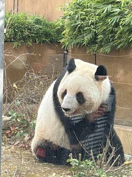 恩賜上野動物園に投稿された画像（2025/12/28）