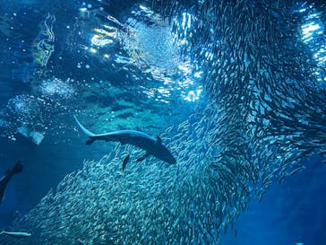 アクアワールド茨城県大洗水族館に投稿された画像（2025/12/28）