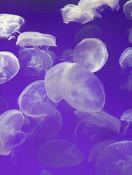 アクアワールド茨城県大洗水族館に投稿された画像（2025/12/28）