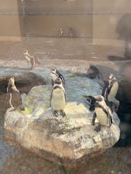 アクアワールド茨城県大洗水族館に投稿された画像（2025/12/28）