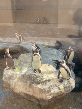 アクアワールド茨城県大洗水族館に投稿された画像（2025/12/28）