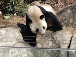 恩賜上野動物園に投稿された画像（2025/12/28）