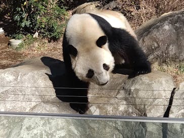 恩賜上野動物園に投稿された画像（2025/12/28）