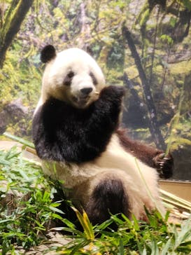 恩賜上野動物園に投稿された画像（2025/12/28）