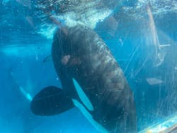 鴨川シーワールドに投稿された画像（2025/12/28）