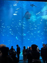 アクアワールド茨城県大洗水族館に投稿された画像（2025/12/28）