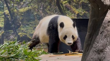 恩賜上野動物園に投稿された画像（2025/12/28）