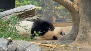 恩賜上野動物園に投稿された画像（2025/12/28）