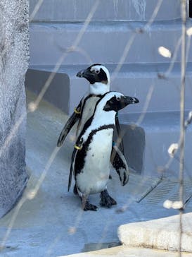 恩賜上野動物園に投稿された画像（2025/12/28）