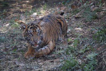 恩賜上野動物園に投稿された画像（2025/12/28）