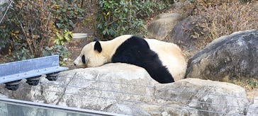 恩賜上野動物園に投稿された画像（2025/12/28）