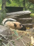 恩賜上野動物園に投稿された画像（2025/12/28）