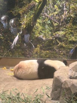 恩賜上野動物園に投稿された画像（2025/12/28）