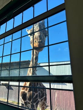 那須サファリパークに投稿された画像（2025/12/28）