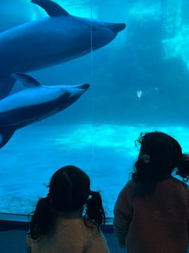 名古屋港水族館に投稿された画像（2025/12/28）