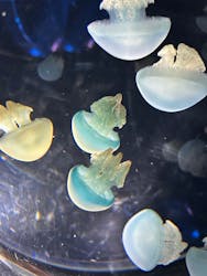 名古屋港水族館に投稿された画像（2025/12/28）