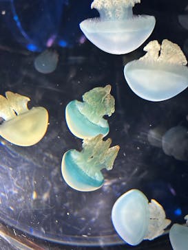 名古屋港水族館に投稿された画像（2025/12/28）