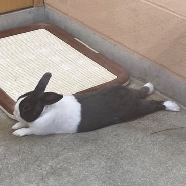 淡路ファームパーク イングランドの丘に投稿された画像（2025/12/28）