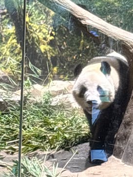 恩賜上野動物園に投稿された画像（2025/12/28）