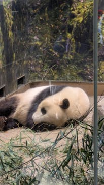 恩賜上野動物園に投稿された画像（2025/12/28）