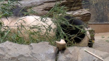 恩賜上野動物園に投稿された画像（2025/12/28）