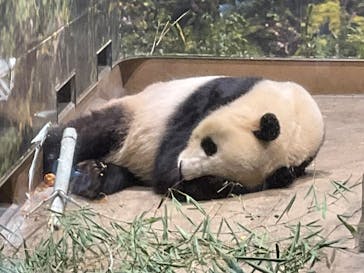 恩賜上野動物園に投稿された画像（2025/12/28）