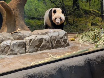 恩賜上野動物園に投稿された画像（2025/12/28）