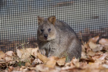 こども動物自然公園（埼玉県公園緑地協会）に投稿された画像（2025/12/28）