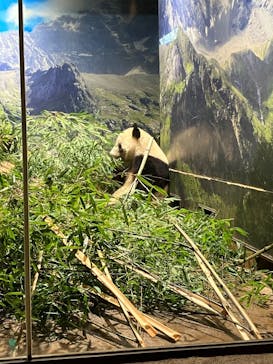 恩賜上野動物園に投稿された画像（2025/12/28）