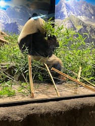 恩賜上野動物園に投稿された画像（2025/12/28）