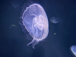 サンシャイン水族館に投稿された画像（2025/12/28）