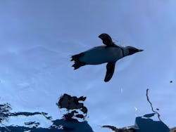 サンシャイン水族館に投稿された画像（2025/12/28）