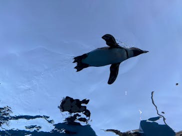 サンシャイン水族館に投稿された画像（2025/12/28）
