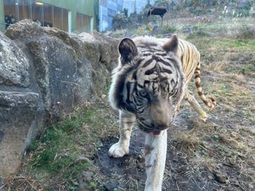 伊豆アニマルキングダムに投稿された画像（2025/12/28）