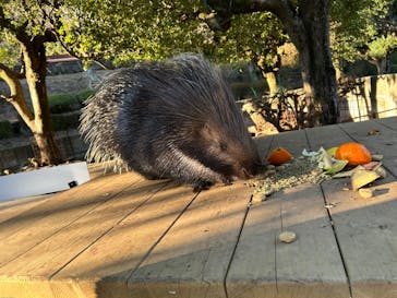 伊豆アニマルキングダムに投稿された画像（2025/12/28）