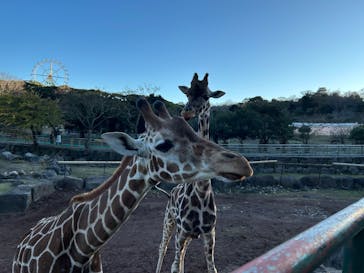 伊豆アニマルキングダムに投稿された画像（2025/12/28）