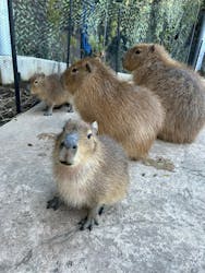 伊豆アニマルキングダムに投稿された画像（2025/12/28）