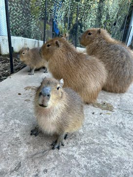 伊豆アニマルキングダムに投稿された画像（2025/12/28）