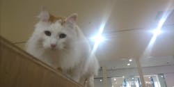 Cat Café MOFF つかしん店に投稿された画像（2025/12/28）