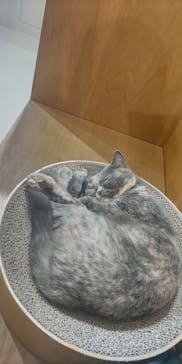 Cat Café MOFF つかしん店に投稿された画像（2025/12/28）