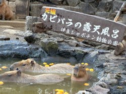 伊豆シャボテン動物公園に投稿された画像（2025/12/28）