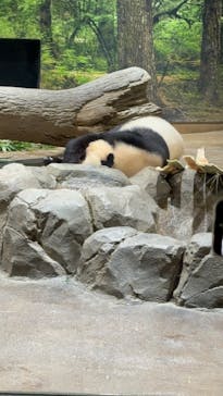 恩賜上野動物園に投稿された画像（2025/12/28）