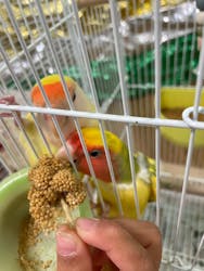 いきもの探検隊湘南に投稿された画像（2025/12/28）