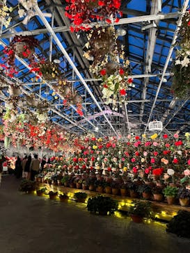 なばなの里に投稿された画像（2025/12/28）