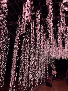 なばなの里に投稿された画像（2025/12/28）