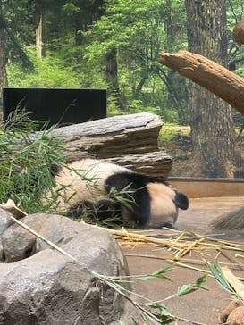 恩賜上野動物園に投稿された画像（2025/12/28）