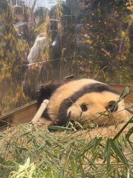 恩賜上野動物園に投稿された画像（2025/12/28）